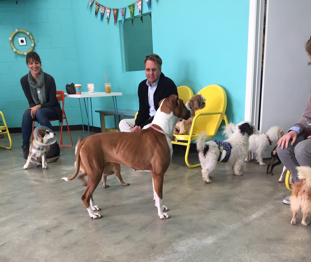 The Dog Cafe LA to the Rescue 