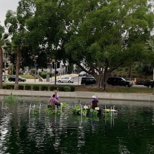 echo park lotus festival