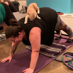 yoga with cats