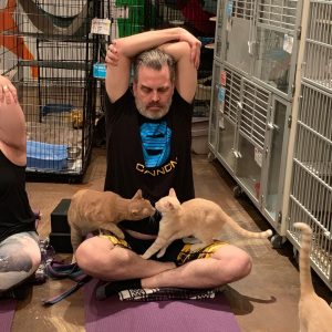 yoga with cats